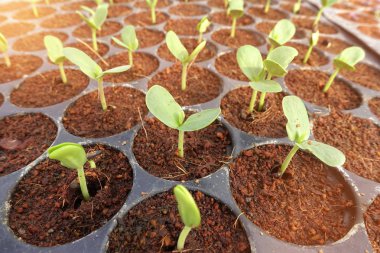 Büyüyen organik sebze çiftlikleri arka planı için