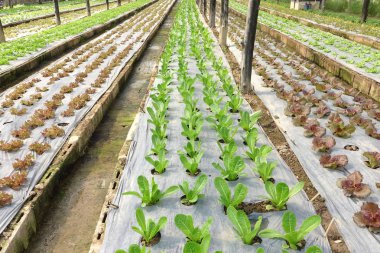 Büyüyen organik sebze çiftlikleri arka planı için