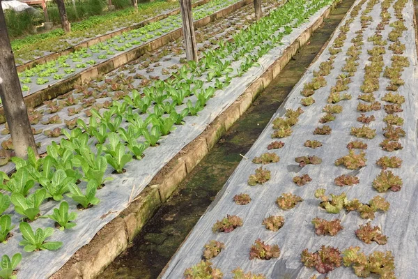 背景の栽培の有機野菜農家 — ストック写真