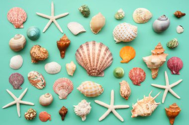 Yaz konsepti. Deniz yıldızı ve kabukları mavi bir arka plan üzerinde
