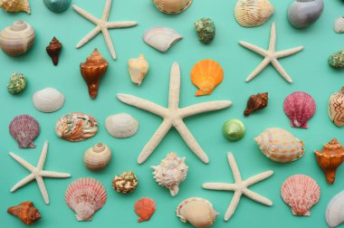 Yaz konsepti. Deniz yıldızı ve kabukları mavi bir arka plan üzerinde