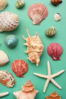 Yaz konsepti. Deniz yıldızı ve kabukları mavi bir arka plan üzerinde