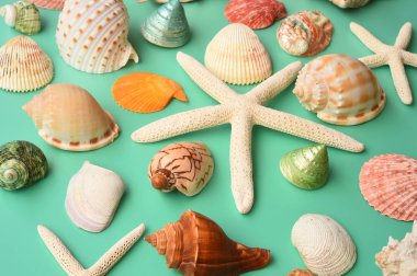 Yaz konsepti. Deniz yıldızı ve kabukları mavi bir arka plan üzerinde