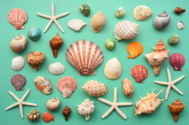 Yaz konsepti. Deniz yıldızı ve kabukları mavi bir arka plan üzerinde