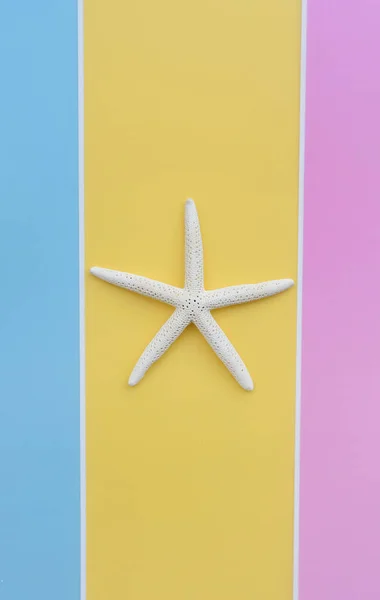 Concepto Verano Estrella Mar Conchas Sobre Fondo Azul — Foto de Stock