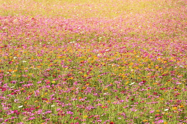 Schöne Kosmos Blumen Garten — Stockfoto