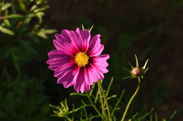 Красивые Цветы Космоса Саду — стоковое фото