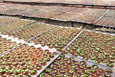 Büyüyen organik sebze çiftlikleri arka planı için