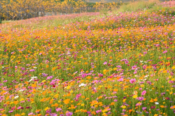 Belas Flores Cosmos Jardim — Fotografia de Stock