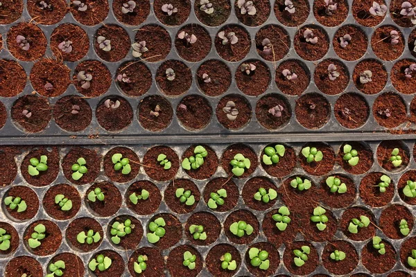 Вирощування Органічних Овочевих Ферм Фону — стокове фото