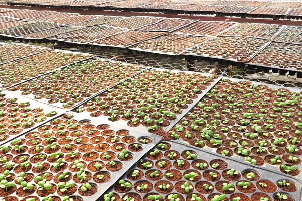 Büyüyen Organik Sebze Çiftlikleri Arka Planı Için — Stok fotoğraf