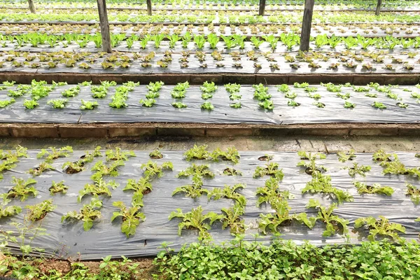 Bio Gemüseanbau Als Hintergrund — Stockfoto