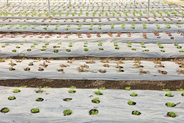 背景の栽培の有機野菜農家 — ストック写真