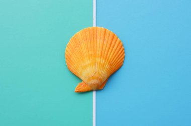 Mavi bir arka plan üzerinde deniz kabuklarını yaz konsepti