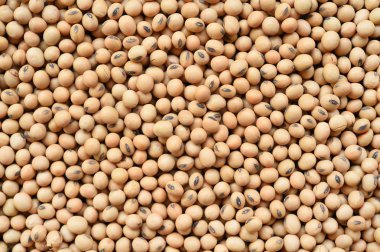 arka plan için soya fasulye yakın çekim