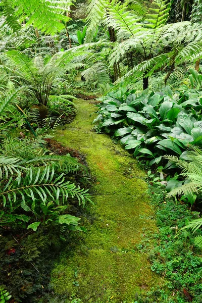 Krásná Jasná Kapradina Mech Vyrostl Kryt Podlaze Věčně Zeleném Lese — Stock fotografie