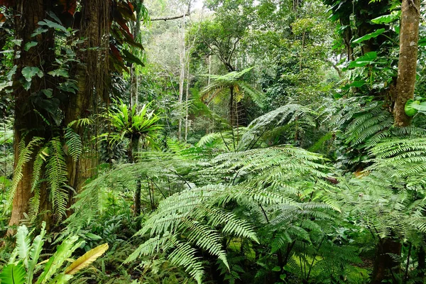 Fougère Verte Naturelle Dans Forêt — Photo