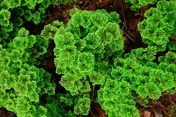 Dettagli Della Natura Sfondo — Foto Stock