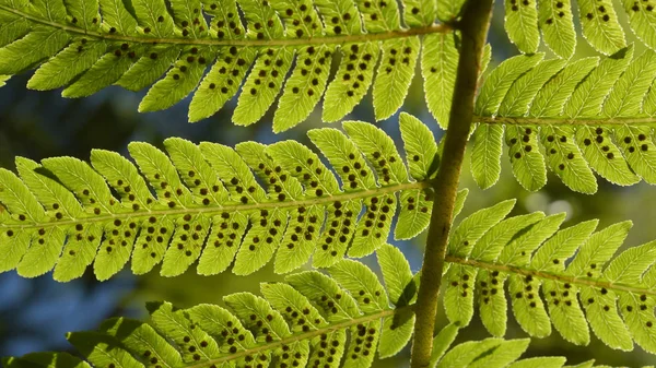 Gros Plan Des Feuilles Fougère Pour Fond — Photo