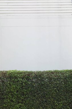 yeşil çalı beton duvarda yetişiyor.