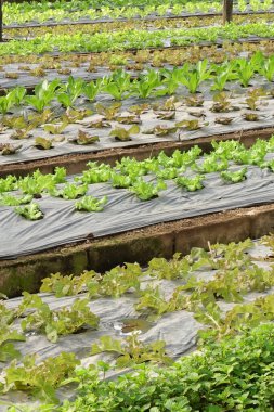 Büyüyen organik sebze çiftlikleri arka planı için