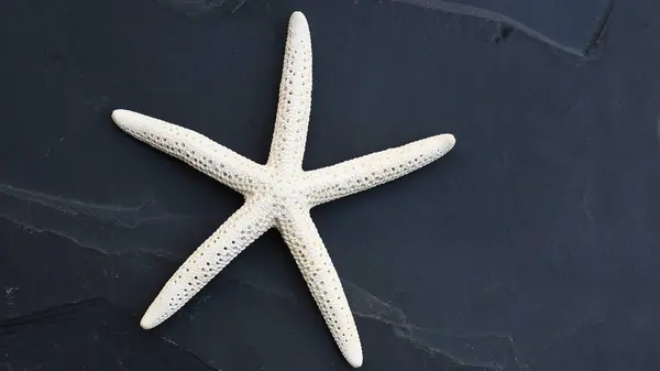 Primer Plano Estrella Mar Para Fondo — Foto de Stock