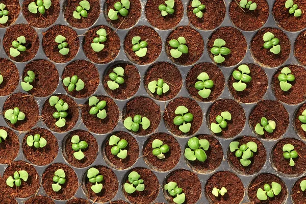 Büyüyen Organik Sebze Çiftlikleri Arka Planı Için — Stok fotoğraf