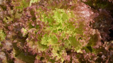 Büyüyen organik sebze çiftlikleri arka planı için                         