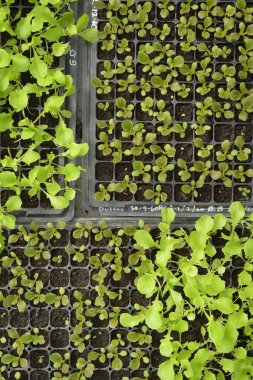 Büyüyen organik sebze çiftlikleri arka planı için                         