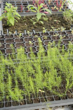 Büyüyen organik sebze çiftlikleri arka planı için                         