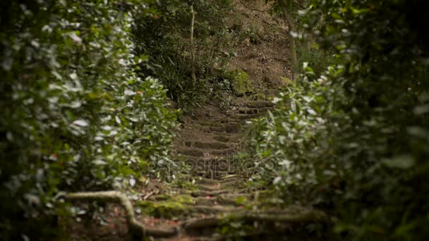 Chemin ancien à travers la forêt tropicale — Video