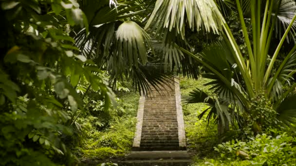 Ancient Ruins in the Tropics — Stock Video