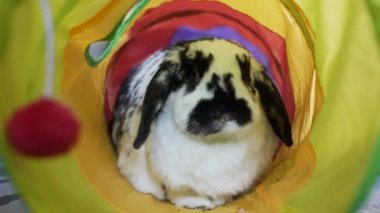Bu çok güzel Mini Lop kulaklı tavşan evde beslenen hayvan bir tüp içinde oynuyor. Onun adı Izzy ve bunun içindeki bütün gün geçiriyor.