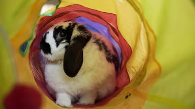 Bu çok güzel Mini Lop kulaklı tavşan evde beslenen hayvan bir tüp içinde oynuyor. Onun adı Izzy ve bunun içindeki bütün gün geçiriyor.