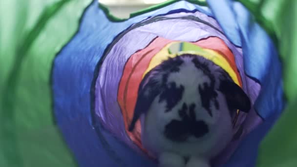 Adorable Mini Lop Eared Bunny Playing Pet Tube Her Name — Stock Video