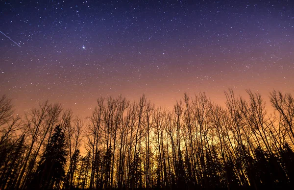 Stars and light pollution above silhouetted tree
