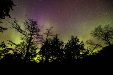 Kuzey ışıkları siyah ağaçlar silhouetting gökyüzünde dans