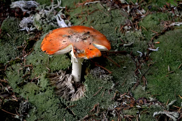 Amanita Ormanda Yerde Kırmızı Şapkalı Yeşil Yosunlarla Çevrili Doğal Bir — Stok fotoğraf