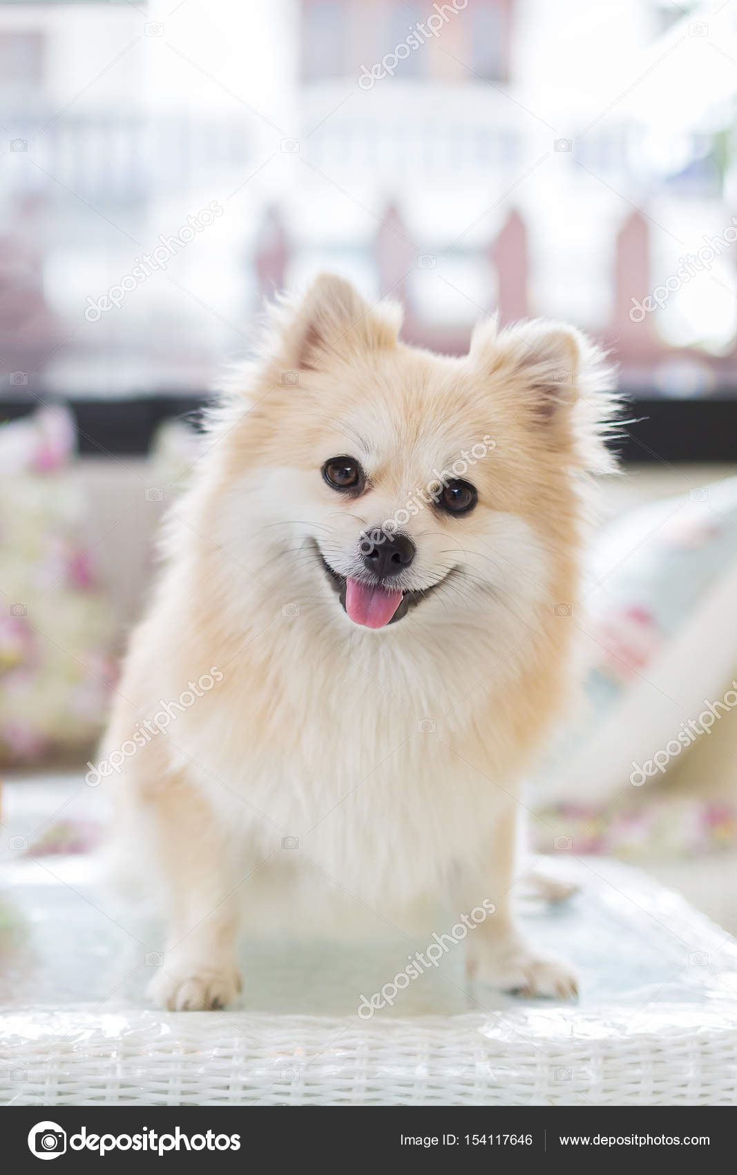Small White Dog That Looks Like A Fox Arctic Fox Small Fox Like