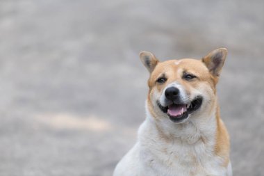 Anavatan Tay köpek yanında kopya alanı olan yol.