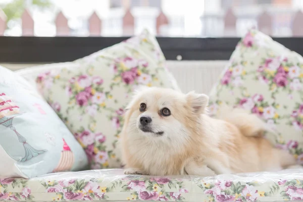 Cute pet in house, Pomeranian grooming dog on bed at home.