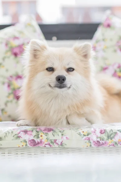 Schattig huisdier in huis, Pommeren grooming hond op bed thuis. — Stockfoto