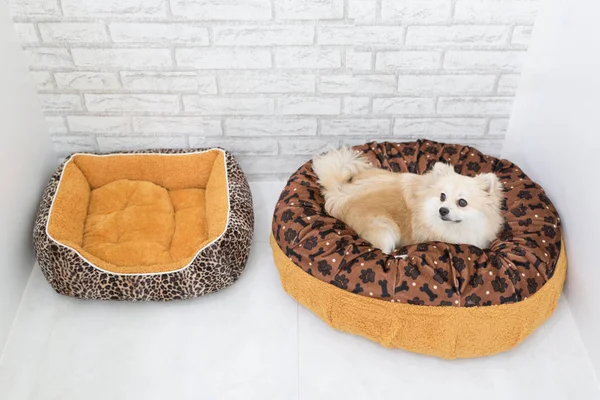 Schattig huisdier in huis, Pommeren grooming hond op bed thuis. — Stockfoto