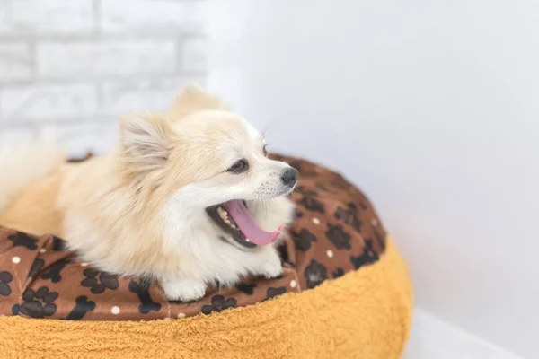 Pommeren puppy hondje geeuwen op een bed. — Stockfoto