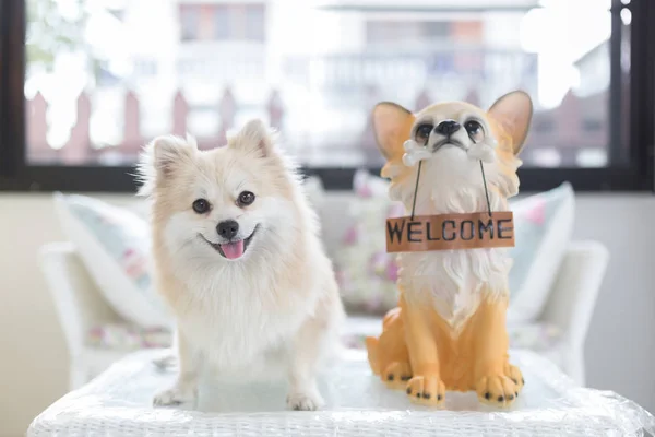 Pommeren hond pup staande op een tabel met een pup pop houdt "welcome" teken paneel in de mond. — Stockfoto