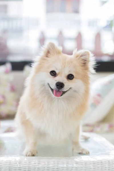 Kleine Pommeren puppy hond staande op een witte tabel. — Stockfoto