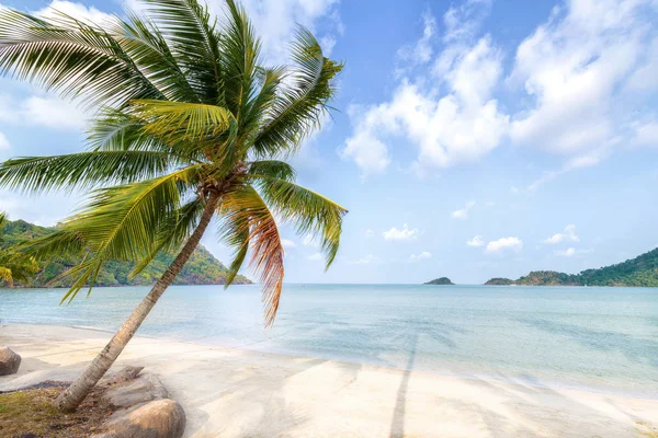 Palmier Plage Sur Île Tropicale — Photo