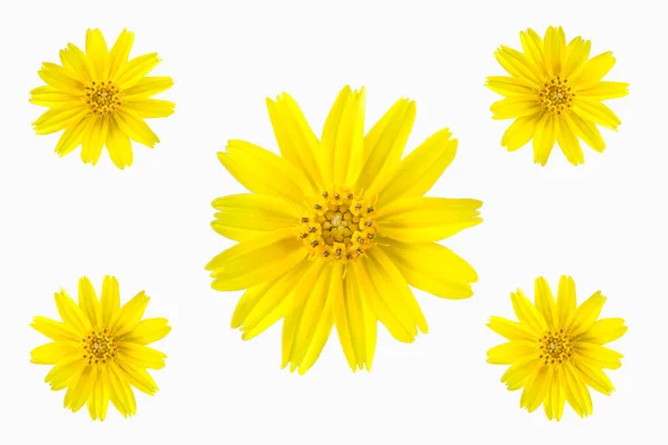 Beyaz Arka Plan Üzerinde Izole Yakın Çekim Sarı Papatya Çiçeği — Stok fotoğraf