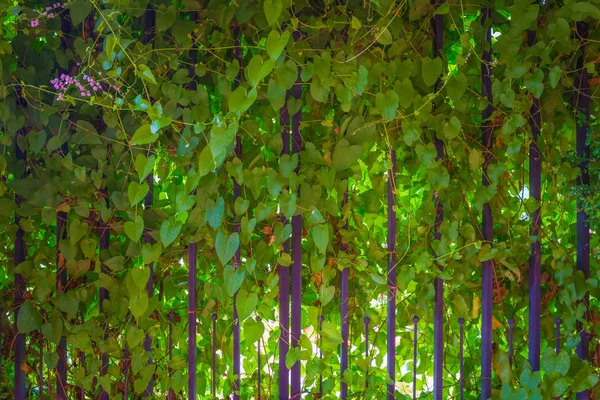 Folhas Verdes Parede Fundo Textura — Fotografia de Stock