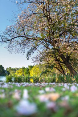 Kiraz çiçeği ve sakura Tayland açık mavi gökyüzü arka plan... -Sığ odak